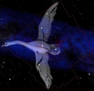 Cygne_constellation