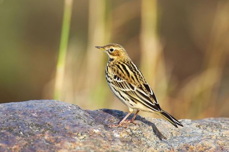 Farlouse Pipit
