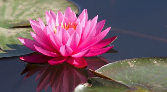 L&rsquo;Odyssée du féminal : hommage à Lotus de Païni