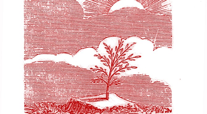 L&rsquo;acacia m&rsquo;est connu : Hiram maâkherou