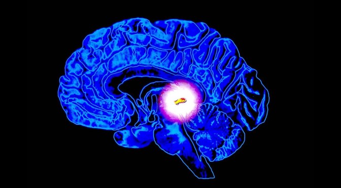 L’œil pariétal et la glande pinéale : la vision intérieure