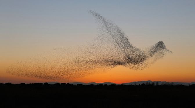 Résonance, synchronicité et neurones miroir