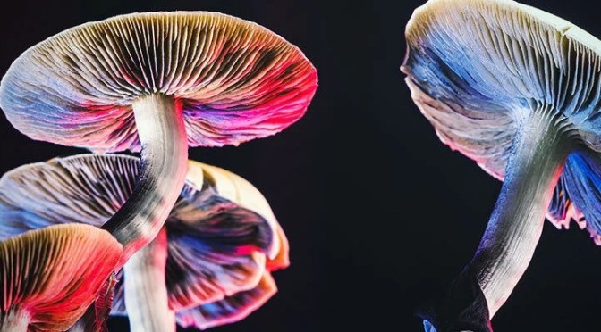 L&rsquo;éveil augmenté : de l&rsquo;enthéogenèse et des états modifiés de conscience